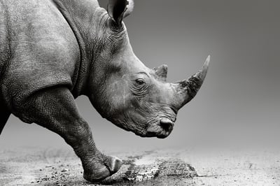 Rhinocerus - COVID-19 Isnt a Black Swan - Its a Gray Rhino