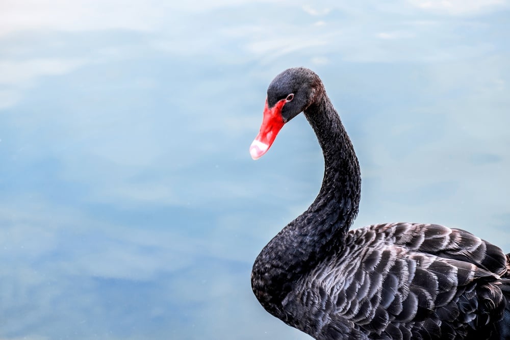 ekspertise klassisk ulovlig Black Swans in Risk: Myth, Reality and Bad Metaphors