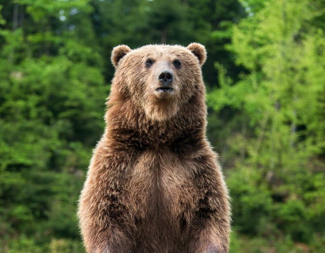 Theres More than One Bear in Cybersecurity - Featured